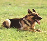 Adestramento de cães em Nilópolis